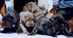 CHIOT1.jpg (12220 octets)